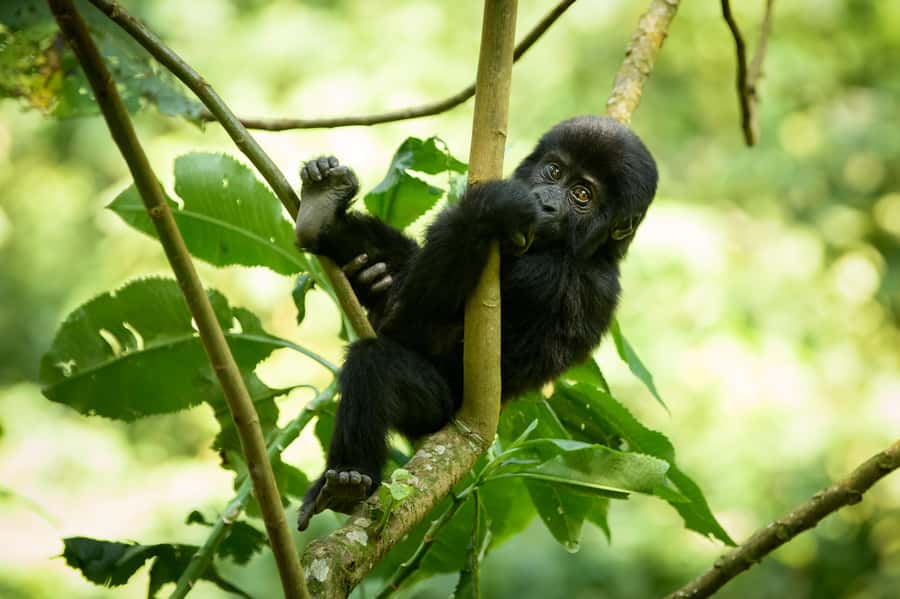 From Kigali: 2-Day Gorilla Trek in Bwindi - What the return to Kigali feels like