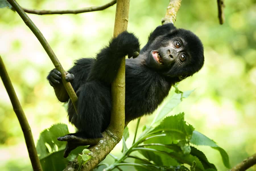 From Kigali: 2-Day Gorilla Trek in Bwindi - Who will get the most from this trip