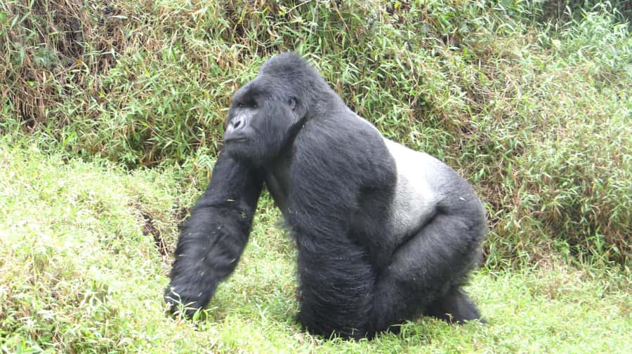 From Kigali: 2-Day Gorilla Trek in Bwindi - The practical questions I would ask