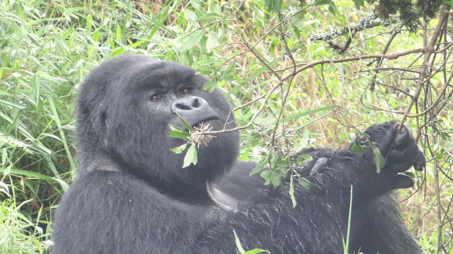 From Kigali: 2-Day Gorilla Trek in Bwindi - One night near Bwindi with meals included