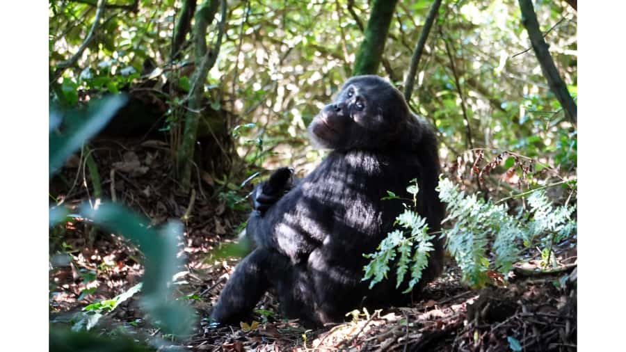 From Kigali: 2 days chimpanzee trekking and canopy walk - Chimpanzee trekking in the morning