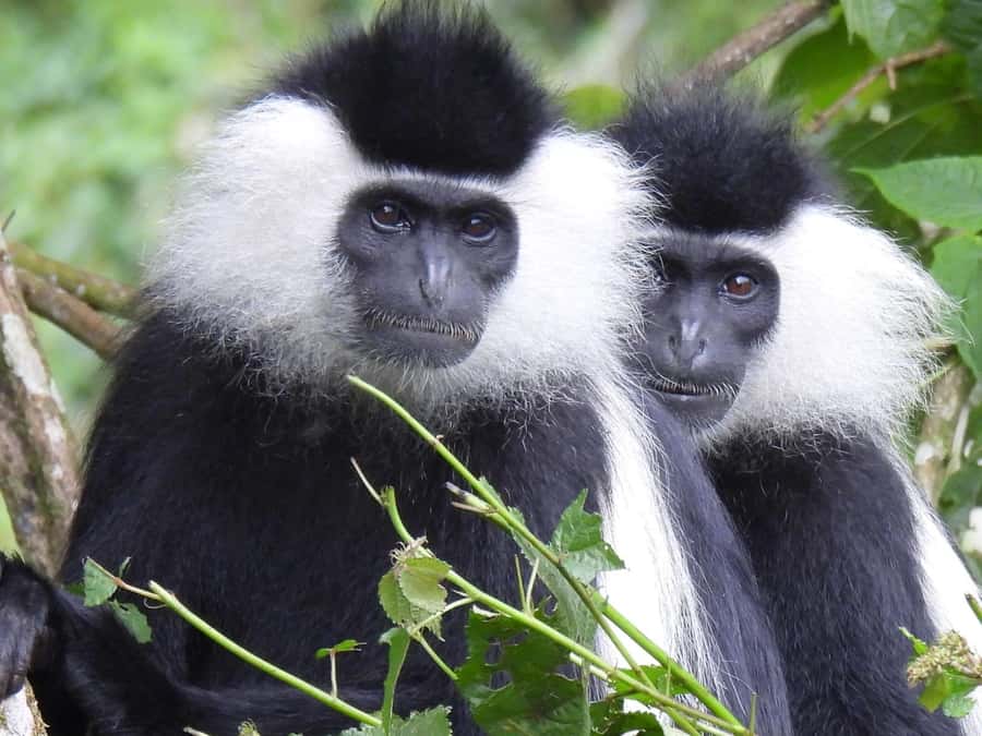 From Kigali: 2 days chimpanzee trekking and canopy walk - What the $999 price covers