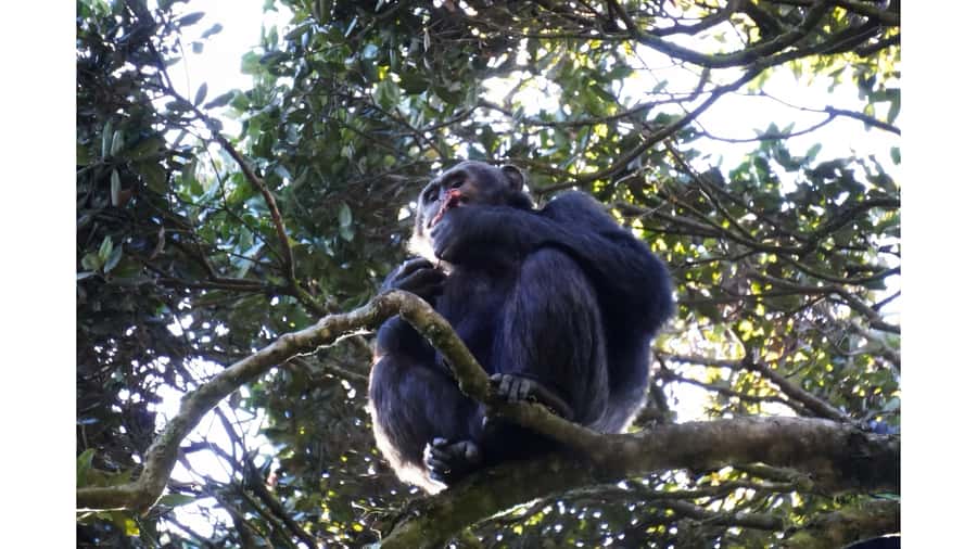 From Kigali: 2 days chimpanzee trekking and canopy walk - Who should book this Nyungwe experience