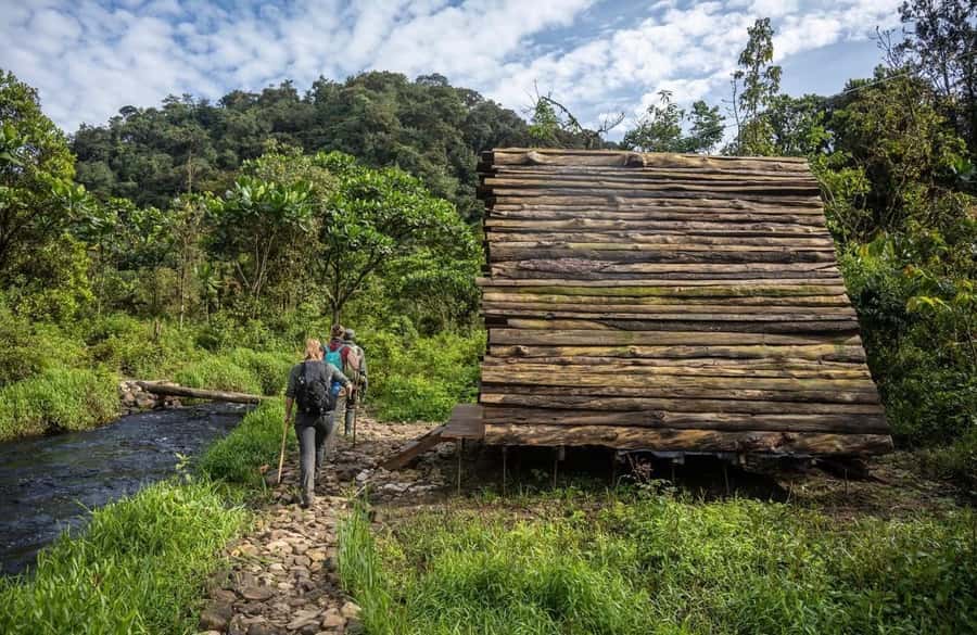 From Kigali: 2 days chimpanzee trekking and canopy walk - The drive from Kigali into Rwanda’s tea country