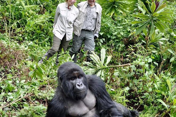 From Kigali: 3 Days Gorillas and golden monkeys trek Adventure - Meals, lodging, and the pace of three days