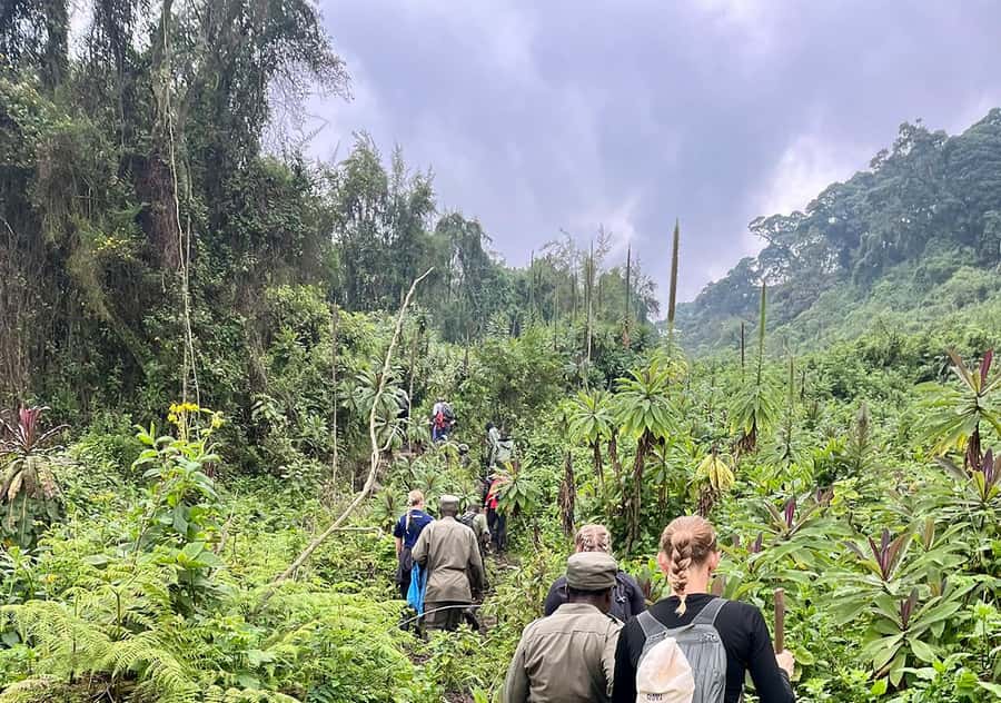 From Kigali: Bisoke Summit Trek, Crater Lake 1 Day Safari - Why Mount Bisoke makes a strong one-day hike