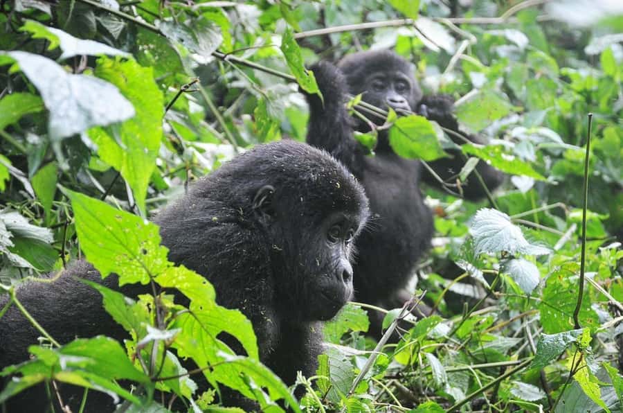 From Kigali: Volcanoes National Park Gorilla Trek with Lunch - One hour near the gorillas