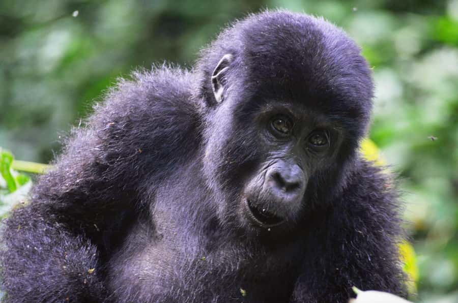 From Kigali: Volcanoes National Park Gorilla Trek with Lunch - The 4:30 am start from Kigali