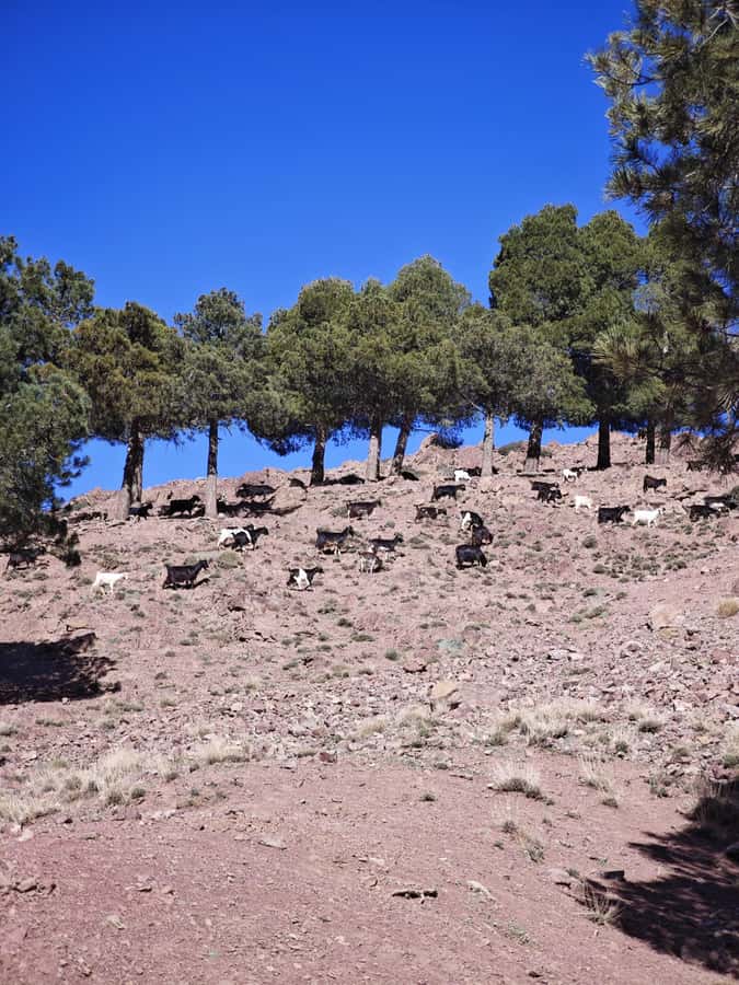 From Marrakech: Aourirt N’ouassif Summit Day Hike & Trek - From Marrakech to Imlil, the day starts early