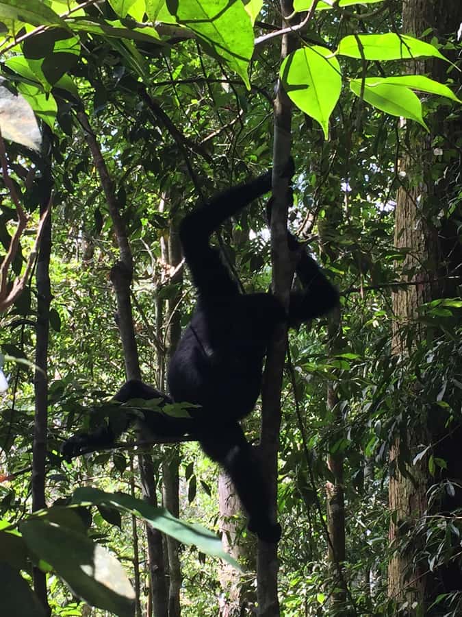 From Medan: 4 day tour to Bukit Lawang incl. jungle trek - Key points at a glance
