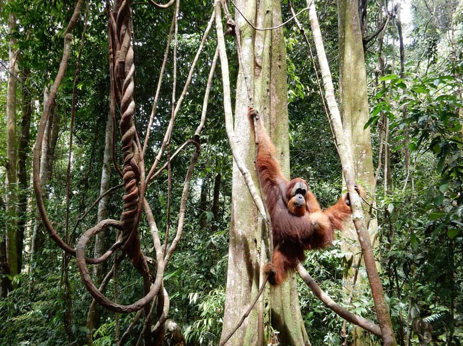 From Medan: 4 day tour to Bukit Lawang incl. jungle trek - From Medan to Bukit Lawang by private transfer