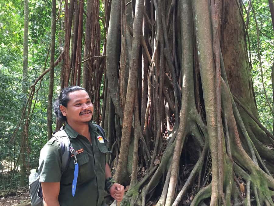 From Medan: 4 day tour to Bukit Lawang incl. jungle trek - Finding orangutans without turning the forest into a zoo
