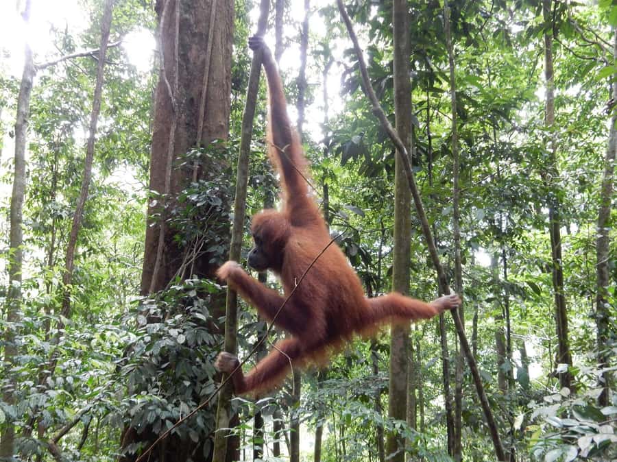 From Medan: 4 day tour to Bukit Lawang incl. jungle trek - A candlelit night in the semi-open camp