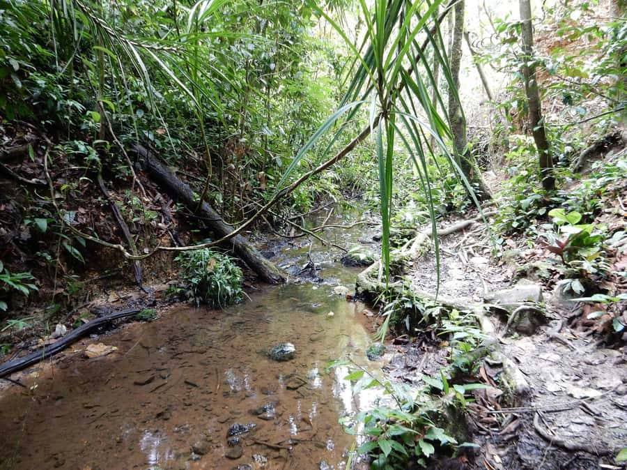 From Medan: 4 day tour to Bukit Lawang incl. jungle trek - What the $507 price buys you