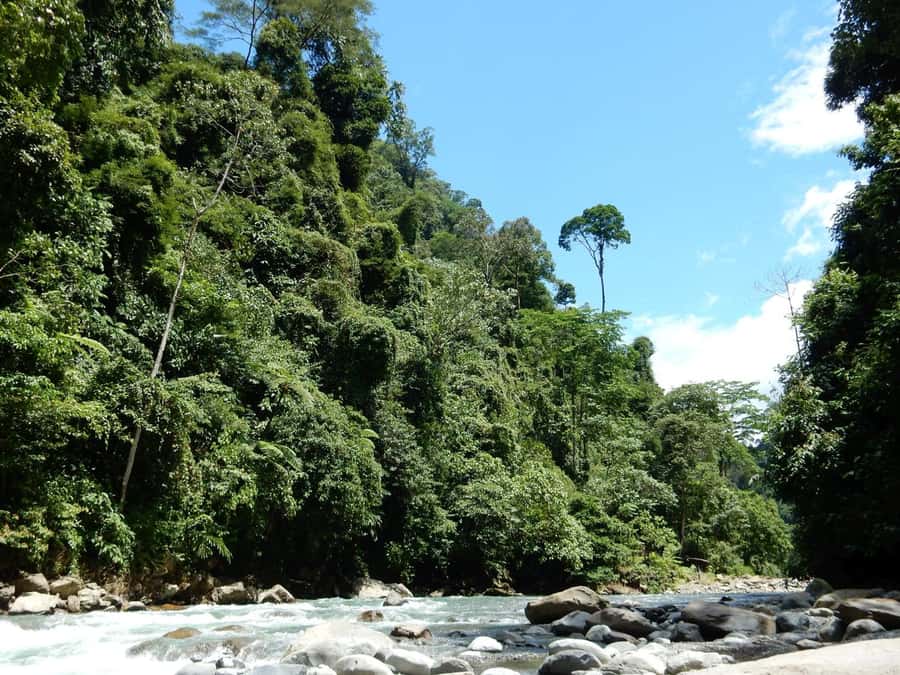 From Medan: 4 day tour to Bukit Lawang incl. jungle trek - The first jungle morning, 9 a.m. start