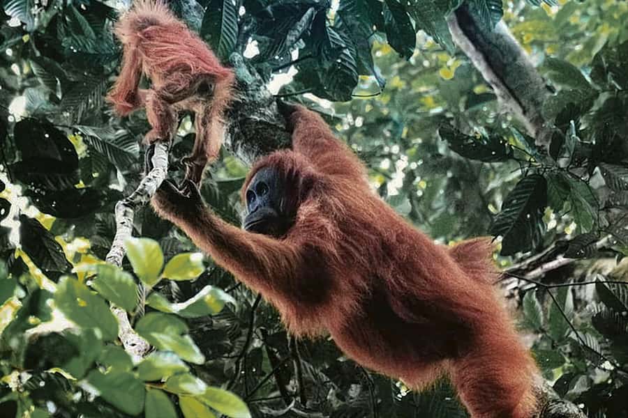 From Medan : Jungle Trekking for Orang Utan at Mount Leuser - Monkeys, birds, and plants fill the quiet moments