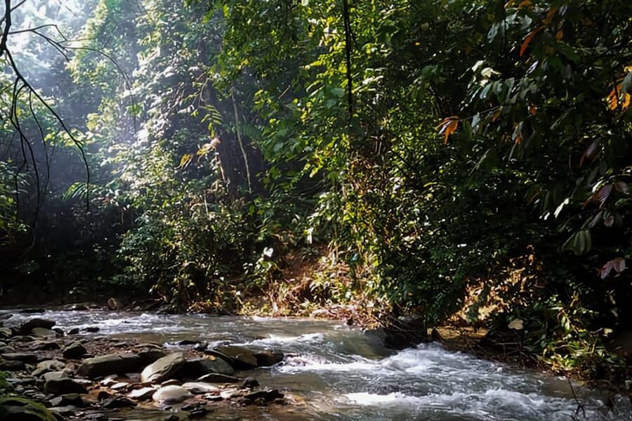 From Medan : Jungle Trekking for Orang Utan at Mount Leuser - Jungle lunch makes the long option easier