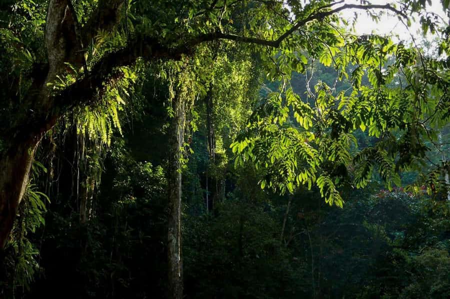 From Medan : Jungle Trekking for Orang Utan at Mount Leuser - What the $83 price really covers
