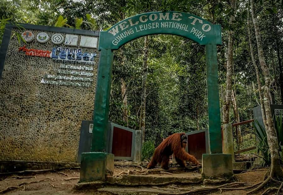 From Medan : Jungle Trekking for Orang Utan at Mount Leuser - What to bring for a better day