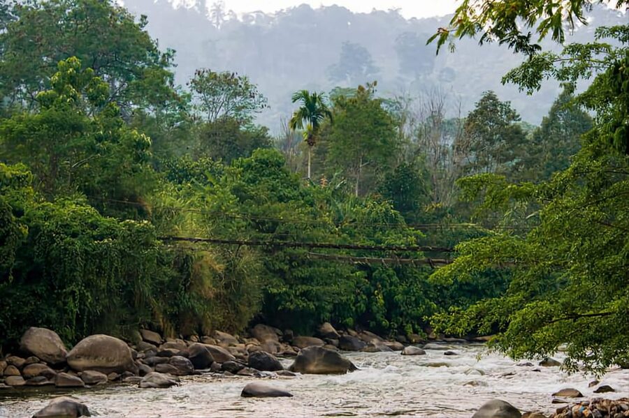 From Medan : Jungle Trekking for Orang Utan at Mount Leuser - Should you book it?