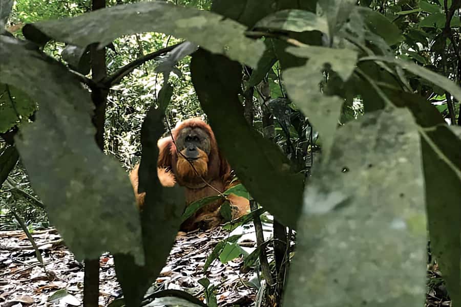 From Medan : Jungle Trekking for Orang Utan at Mount Leuser - Searching the canopy for Sumatran orangutans