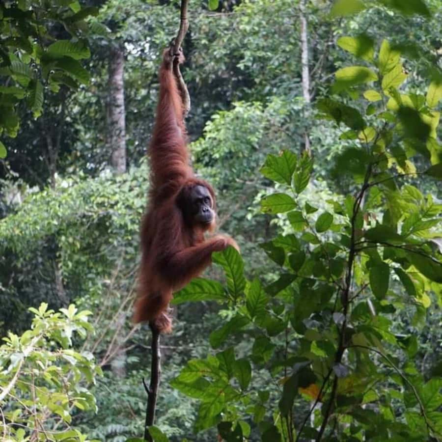 From Medan: Magnificent View & Jungle Trekking in Sumatra - Key points to know before booking