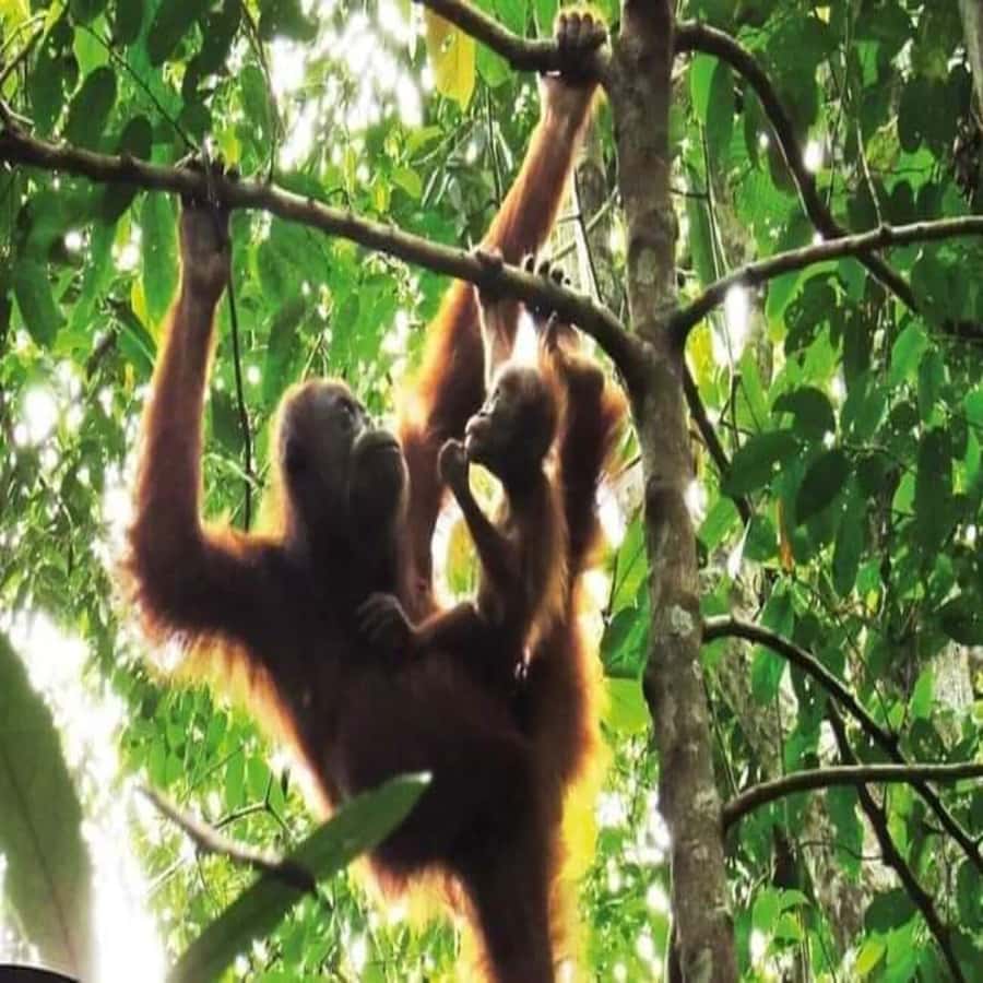 From Medan: Magnificent View & Jungle Trekking in Sumatra - Why Bukit Lawang is the right base