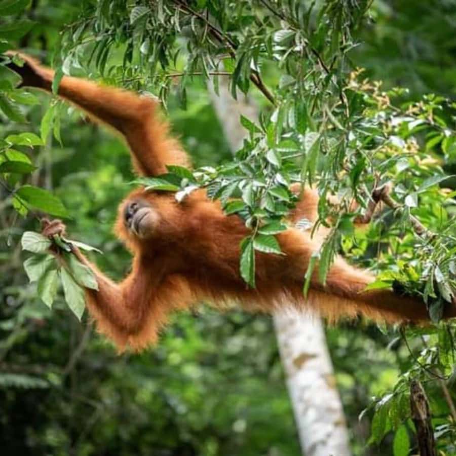 From Medan: Magnificent View & Jungle Trekking in Sumatra - Day one: the first climb into Mount Leuser