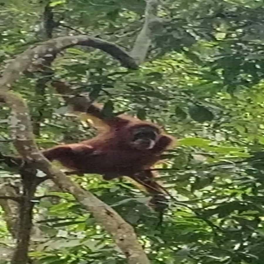 From Medan: Magnificent View & Jungle Trekking in Sumatra - Sleeping overnight in the rainforest