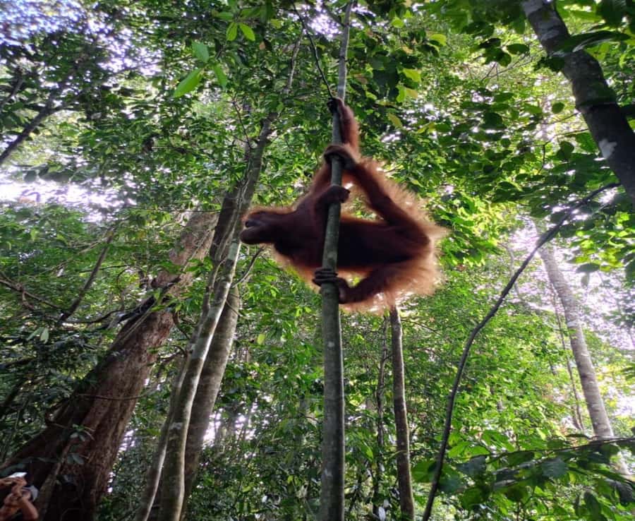 From Medan: Magnificent View & Jungle Trekking in Sumatra - Day three: the best chance for a close orangutan sighting