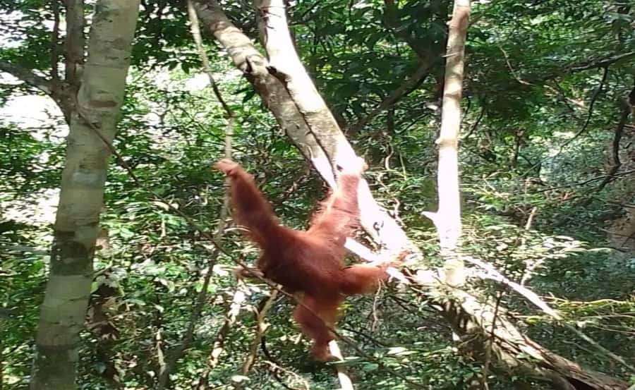 From Medan: Magnificent View & Jungle Trekking in Sumatra - Day four: tubing down the Bahorok River