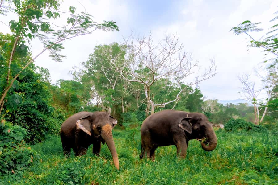 From Phuket: Ethical Elephant Interactive Trek and Tour - Why this sanctuary visit feels different