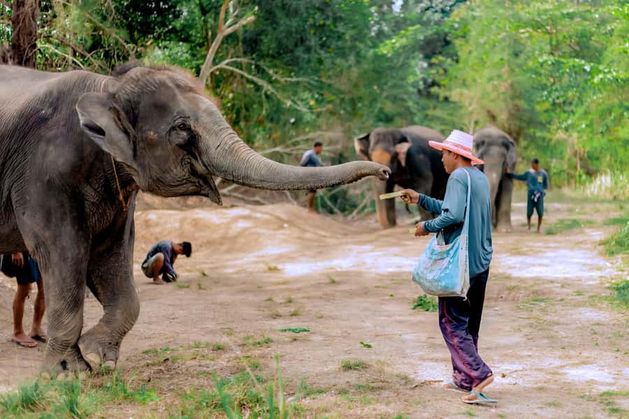 From Phuket: Ethical Elephant Interactive Trek and Tour - The early ride from Phuket to the sanctuary