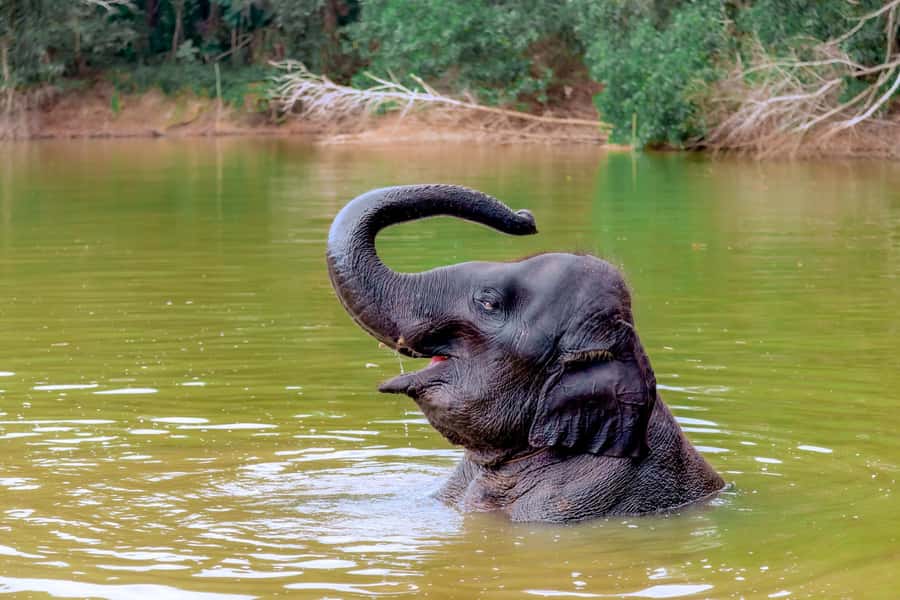 From Phuket: Ethical Elephant Interactive Trek and Tour - A Thai lunch break at about 11 AM