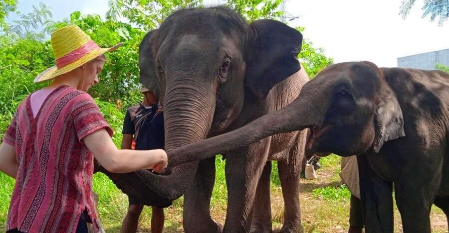 From Phuket: Ethical Elephant Interactive Trek and Tour - Is $157 a fair price?