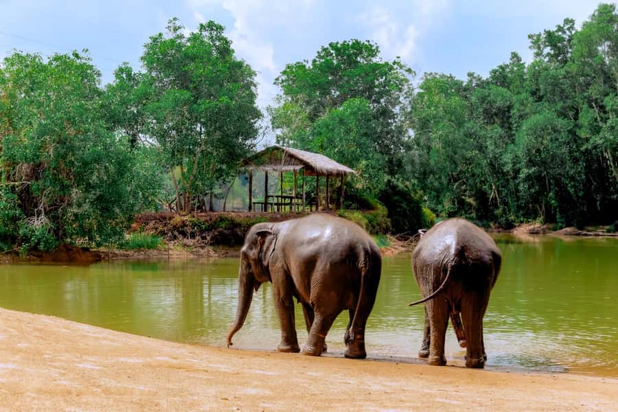 From Phuket: Ethical Elephant Interactive Trek and Tour - Meeting the elephants in the morning