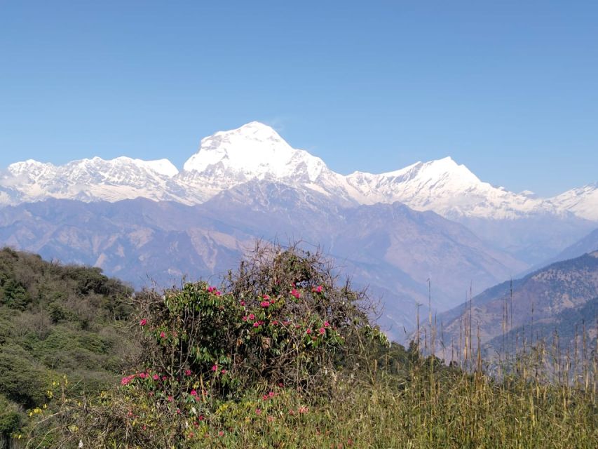 From Pokhara: 10-Day Poon Hill and Annapurna Base Camp Trek - Day three: Poon Hill sunrise and Tadapani forest