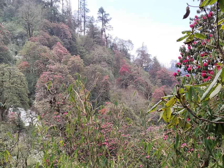 From Pokhara: Budget 2 Night 3 days Poon hill trek - Teahouses, meals, and what to pack