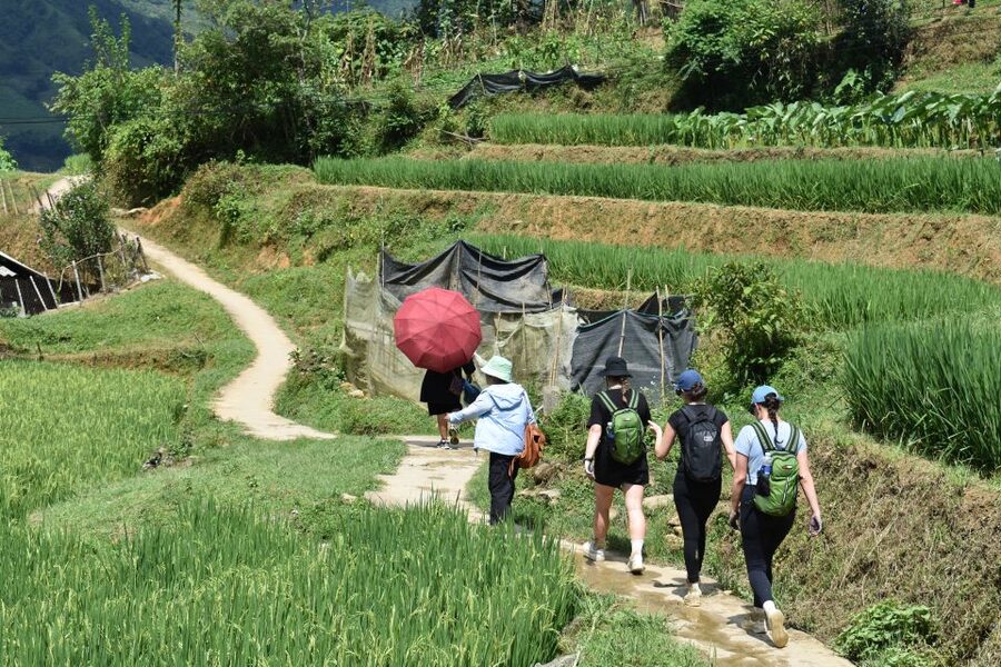 From Sapa: 1-Day Trekking through Terraces Rice Fields - Returning to Sapa by vehicle