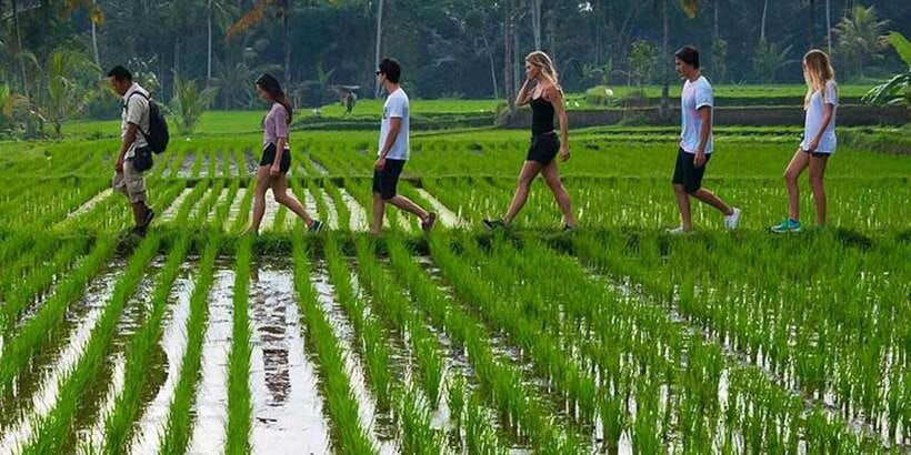 From Ubud: 3-Hour Tropical Trek and Taro Village Tour - Why Taro makes a better walk than another busy Bali stop