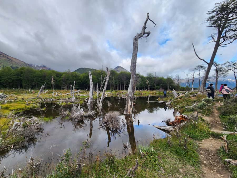 From Ushuaia: Tierra del Fuego Emerald Lagoon Trekking Tour - Walking through forest, valleys, and wet ground