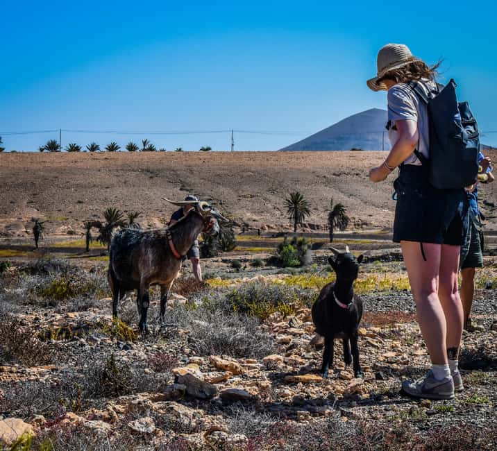 Fuerteventura: Guided Trekking Tour with Island Goats - What makes this goat trek special