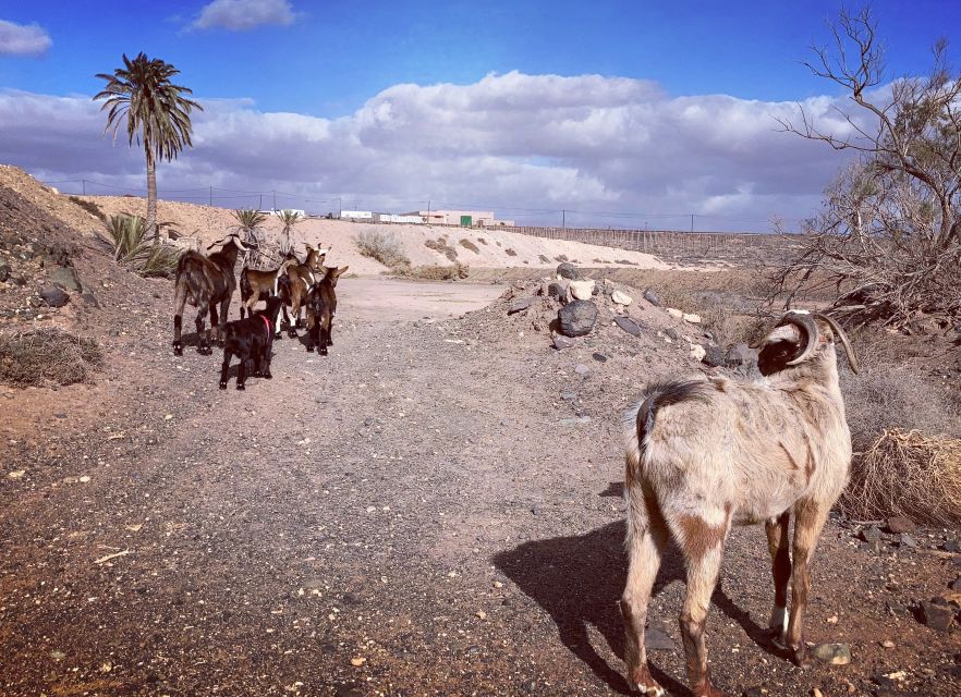 Fuerteventura: Guided Trekking Tour with Island Goats - The best part is the slower pace