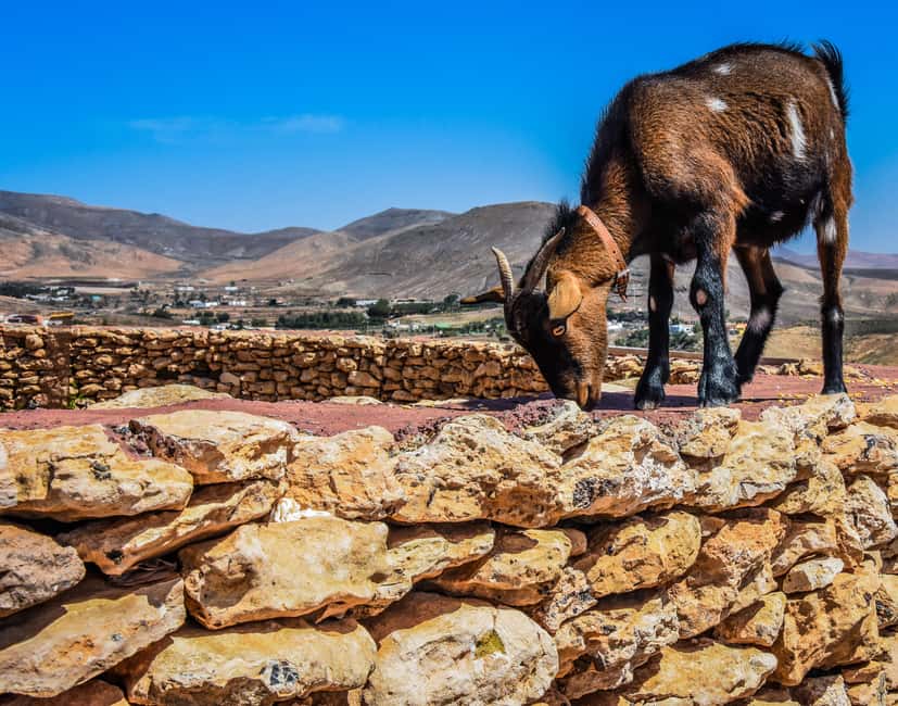 Fuerteventura: Guided Trekking Tour with Island Goats - Five goats and a very different Fuerteventura walk