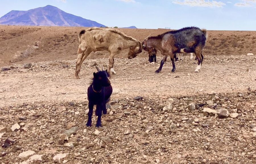 Fuerteventura: Guided Trekking Tour with Island Goats - What it is like to walk with the goats