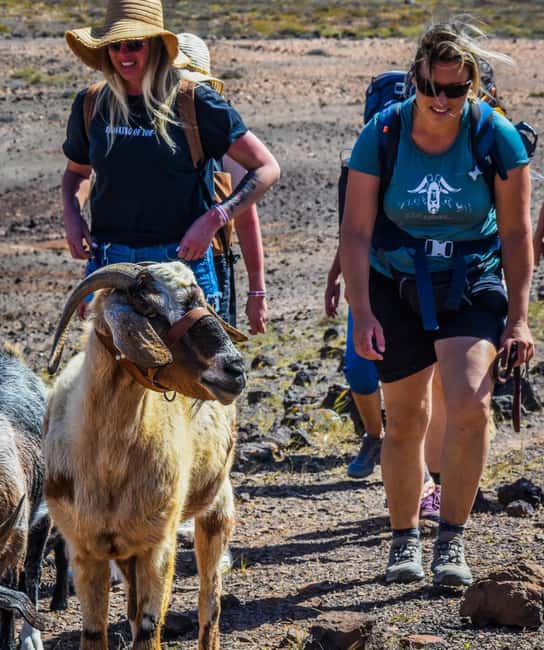 Fuerteventura: Guided Trekking Tour with Island Goats - The food stop: goat cheese and local produce
