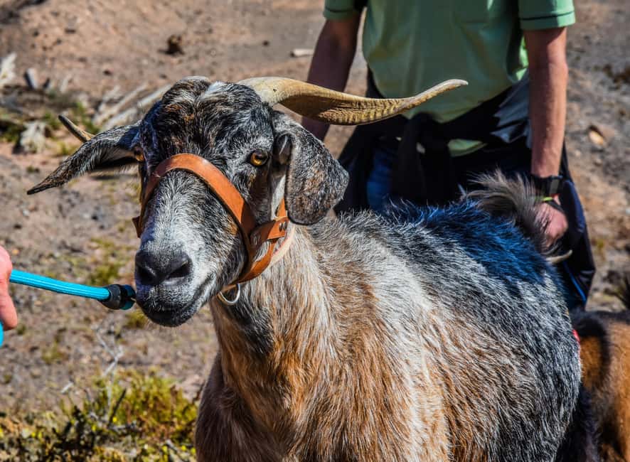 Fuerteventura: Guided Trekking Tour with Island Goats - Who should book this experience?