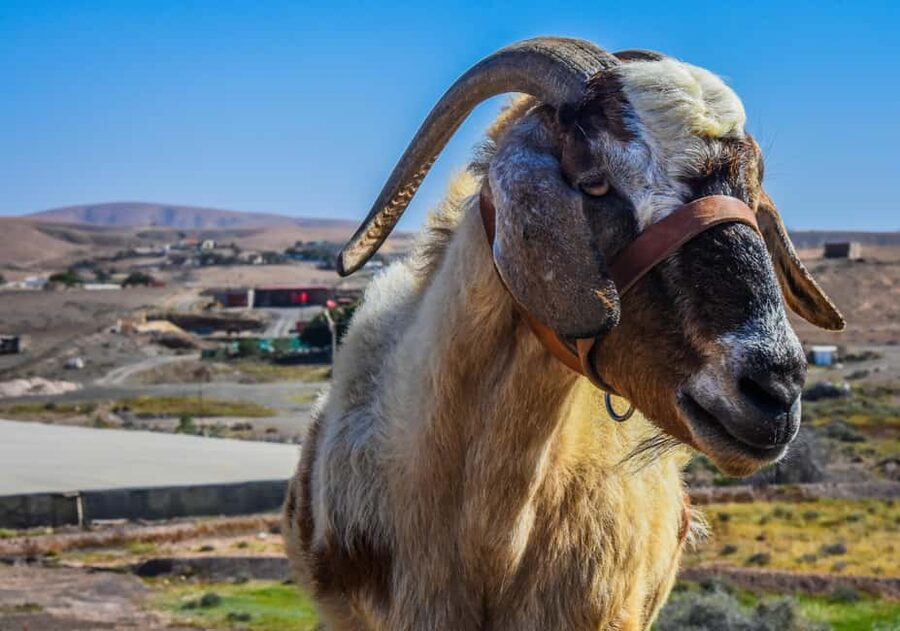 Fuerteventura: Guided Trekking Tour with Island Goats - From southern hotels to the El Cardon meeting point