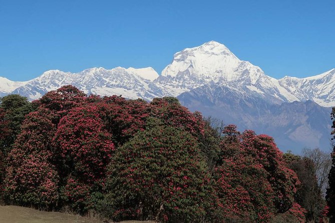 Ghorepani Poonhill Trek -8 Days - Day 5: Poon Hill sunrise and the mountain panorama