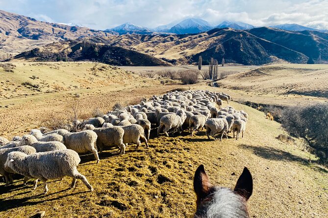Gold Discovery Trail Horse Trek Cardrona - Most popular! - Is $309.67 good value for two hours?